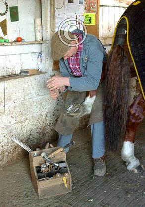 Horse Shoeing DM1391
